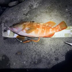 根魚釣行