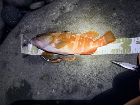 根魚釣行