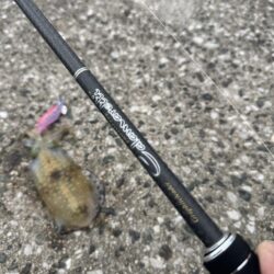 鳥を取って、イカを釣って行くｩ 7th