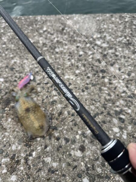 鳥を取って、イカを釣って行くｩ 7th