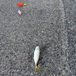 鳥を取って、魚を釣って行くｩ 6th