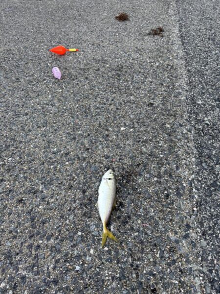 鳥を取って、魚を釣って行くｩ 6th