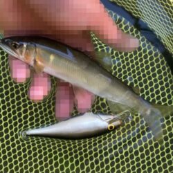 アユイング終盤戦は絶好調スタート！(北茨城…
