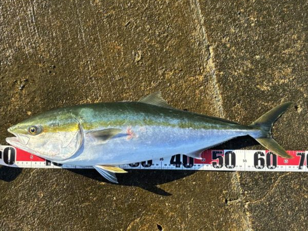 釣れました^_^