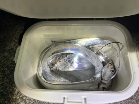 手前に大サバ、奥にタチウオ