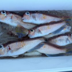 アマダイ釣り