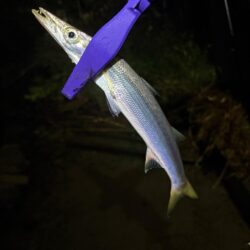 久々のアジング釣査