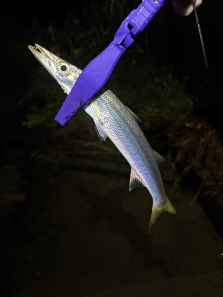久々のアジング釣査
