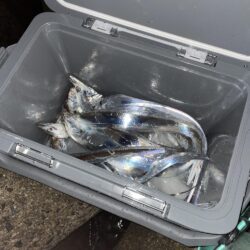 タチウオ
