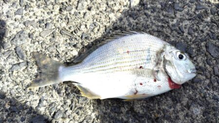 やっぱ昼間はだめですね