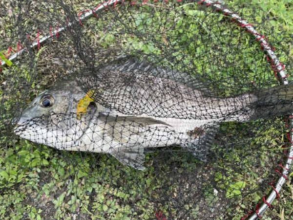 イチノ兄弟、釣果！