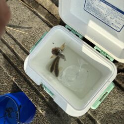ハゼ釣り