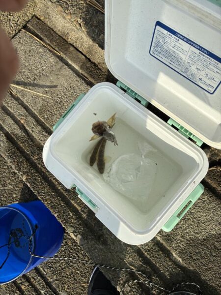 ハゼ釣り