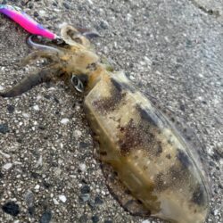 鳥を取って、イカを釣って行くｩ 8th