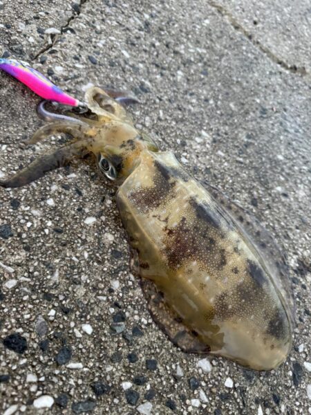 鳥を取って、イカを釣って行くｩ 8th