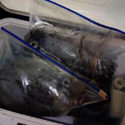 小潮なんざ関係無いティップラン