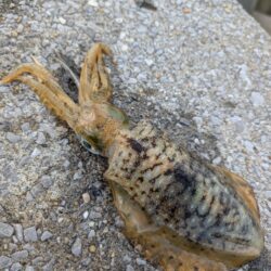 エギングからのブッコミ釣り