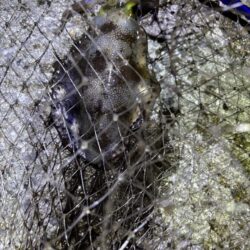 エギング