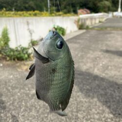 サヨリいっぱいいる