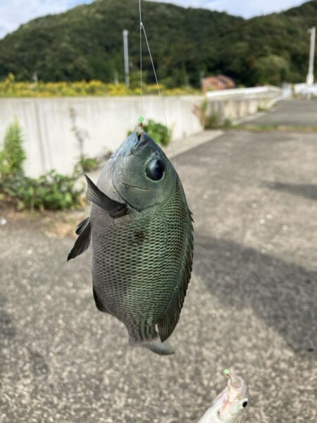 サヨリいっぱいいる