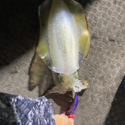 ティップラン激渋