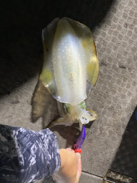 ティップラン激渋