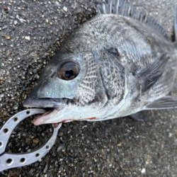 チヌ2枚 活性高いです