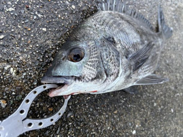 チヌ2枚 活性高いです
