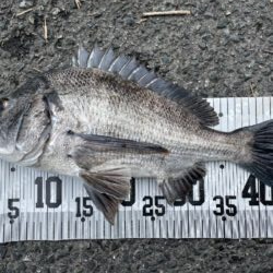 イチノ兄弟、釣果!