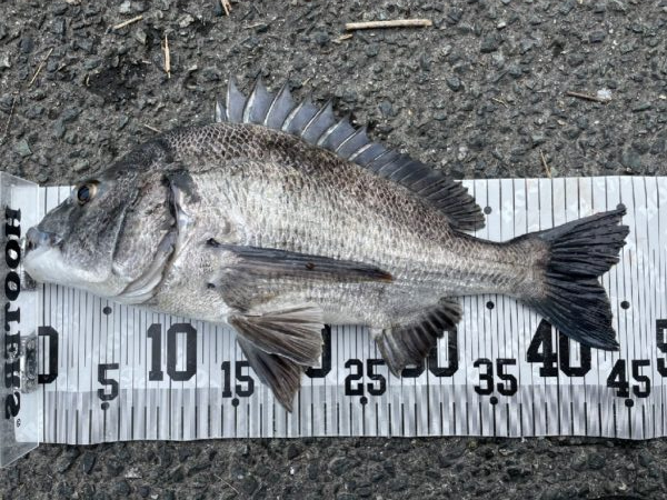 イチノ兄弟、釣果！