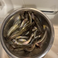 ハゼ釣り