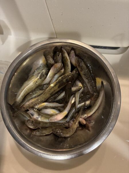 ハゼ釣り