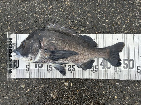 イチノ兄弟、釣果！