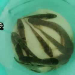 マハゼ穴釣り