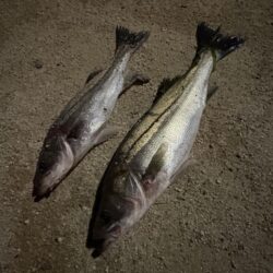 2夜連続シーバス