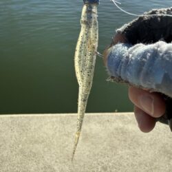 マゴチ釣り