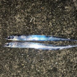 タチウオ釣り