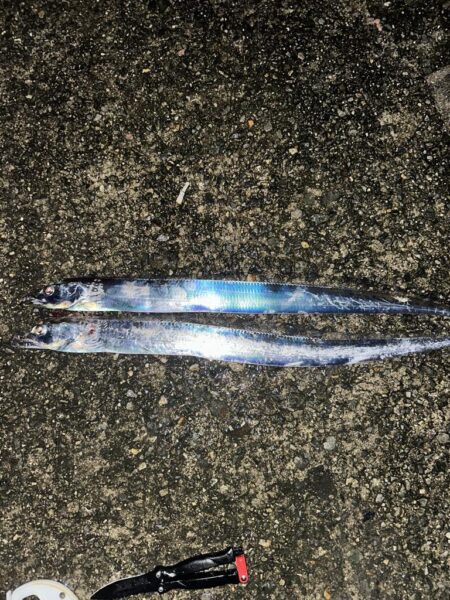 タチウオ釣り