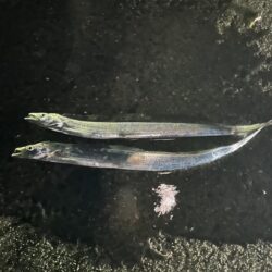 タチウオ釣り