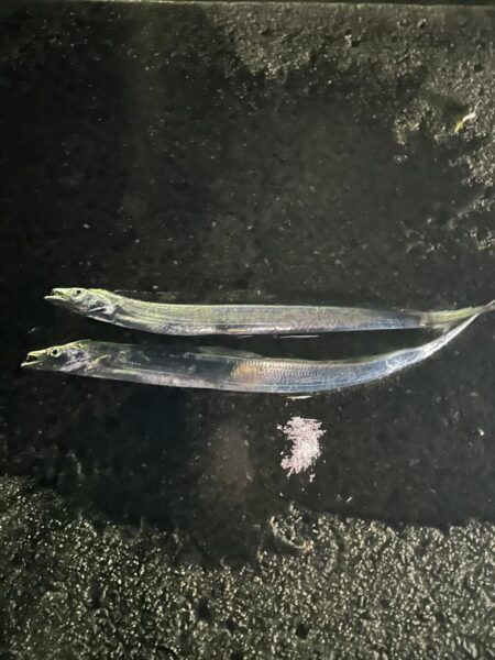タチウオ釣り