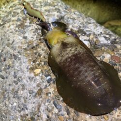 淡路島でエギング｜激流に餌木猿ノーマル対応で良型ゲット