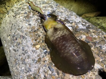 淡路島でエギング｜激流に餌木猿ノーマル対応で良型ゲット