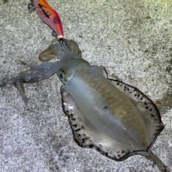 日中のただ巻きエギングで連続釣果！