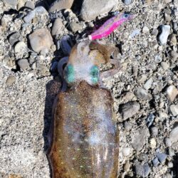 エギング