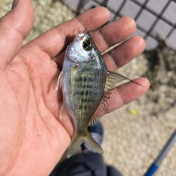 子供たちとハゼ釣り