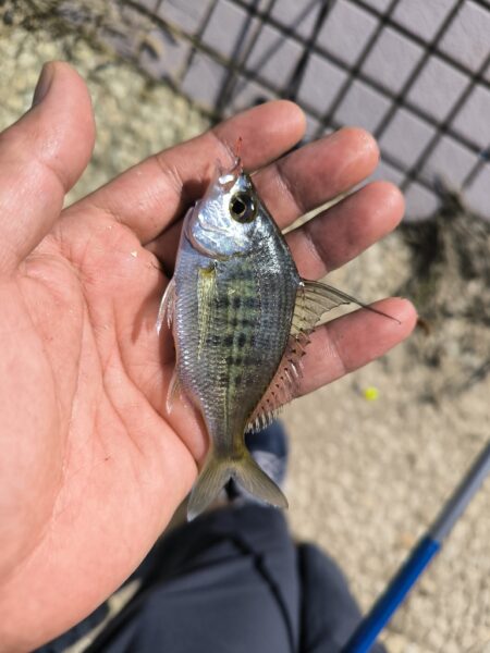 子供たちとハゼ釣り