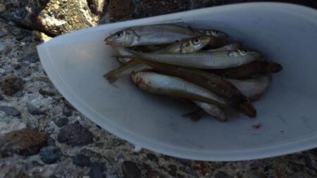 キスは釣れたけれど。