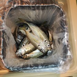 鯵狙い
