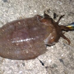 モンゴウイカ
