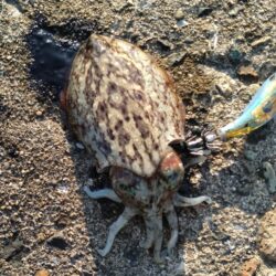 やっぱモンゴウイカ